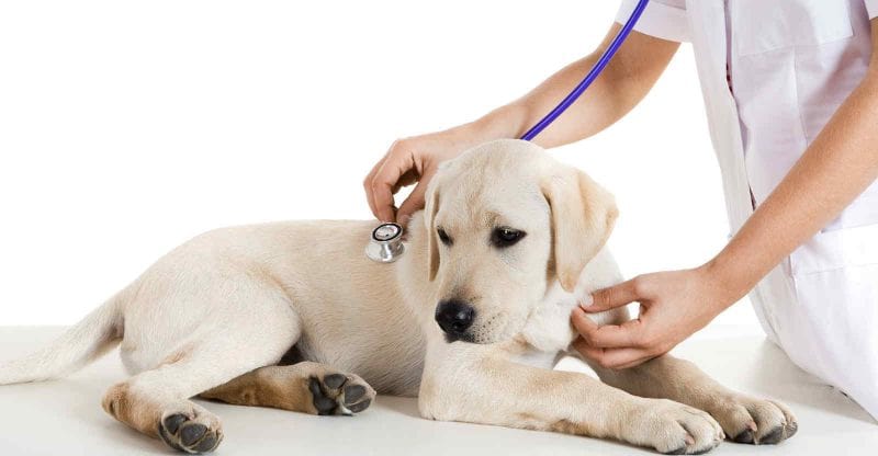phòng khám thú y Ninh Thuận Dịch Vụ Thú Y Mỹ Nhiên