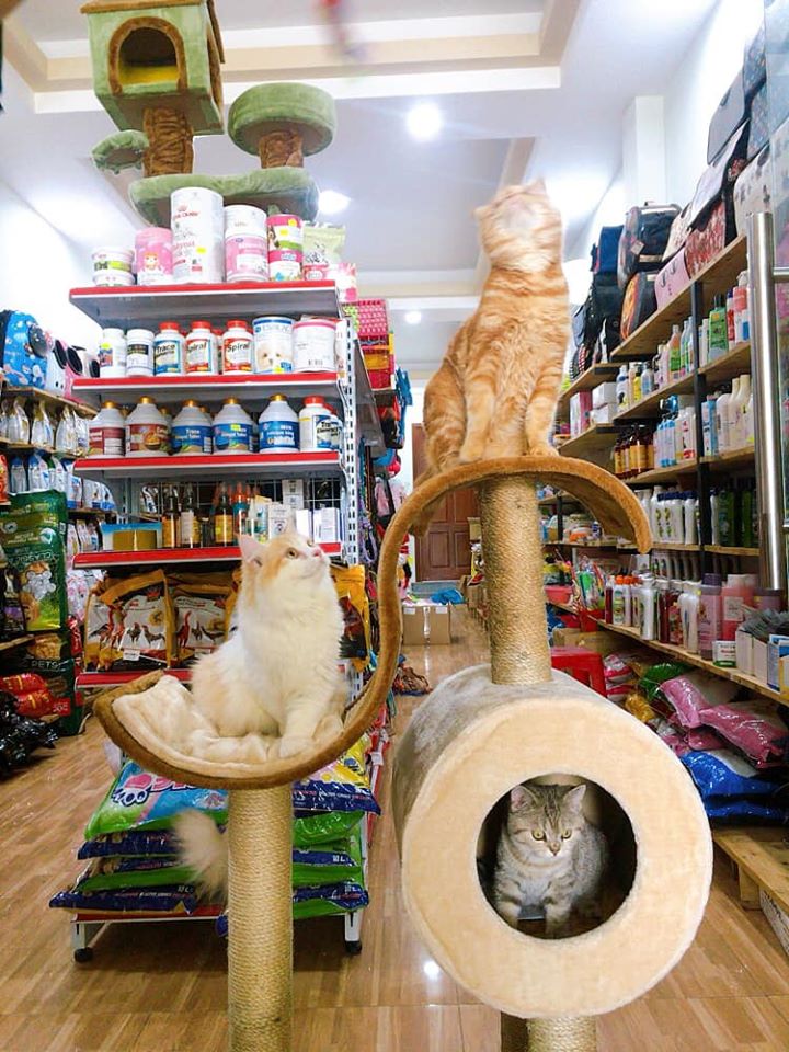 Shop Thú Cưng Bình Phước Shop Thú Cưng Bình Phước