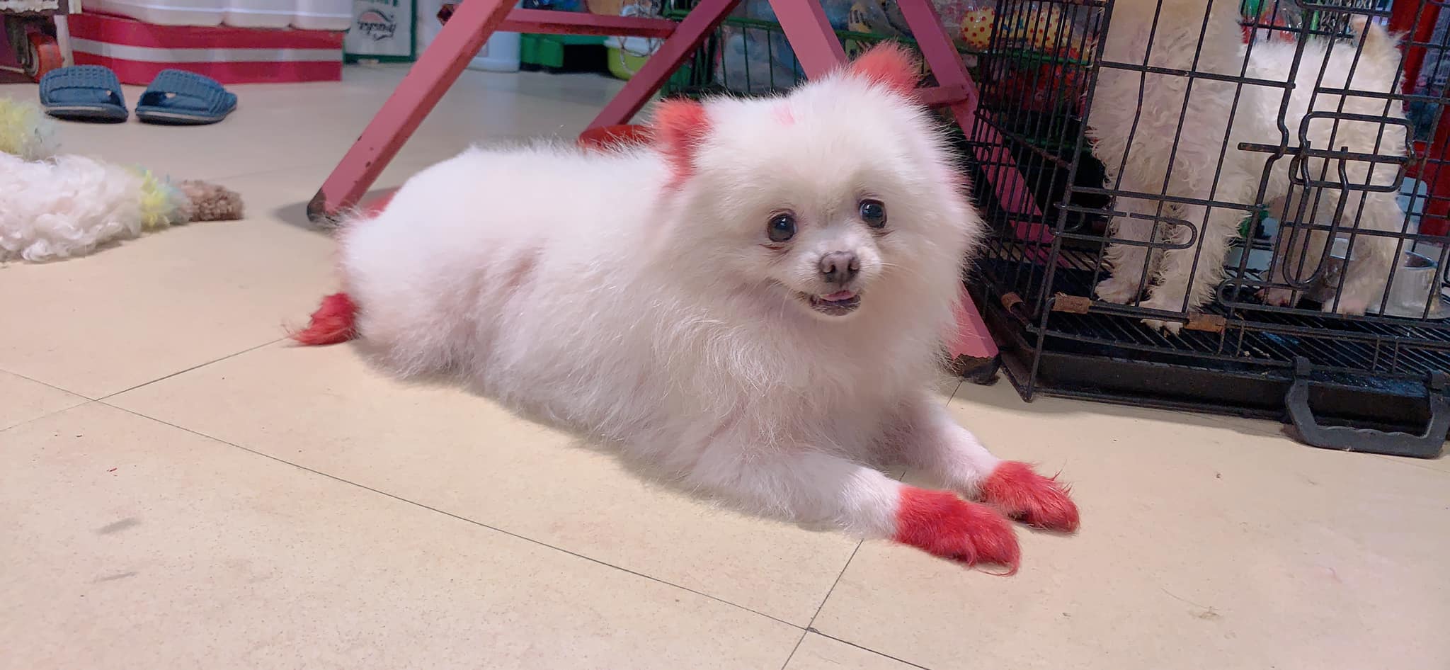 Shop Thú Cưng Quảng Ngãi Shop Thú Cưng Quảng Ngãi