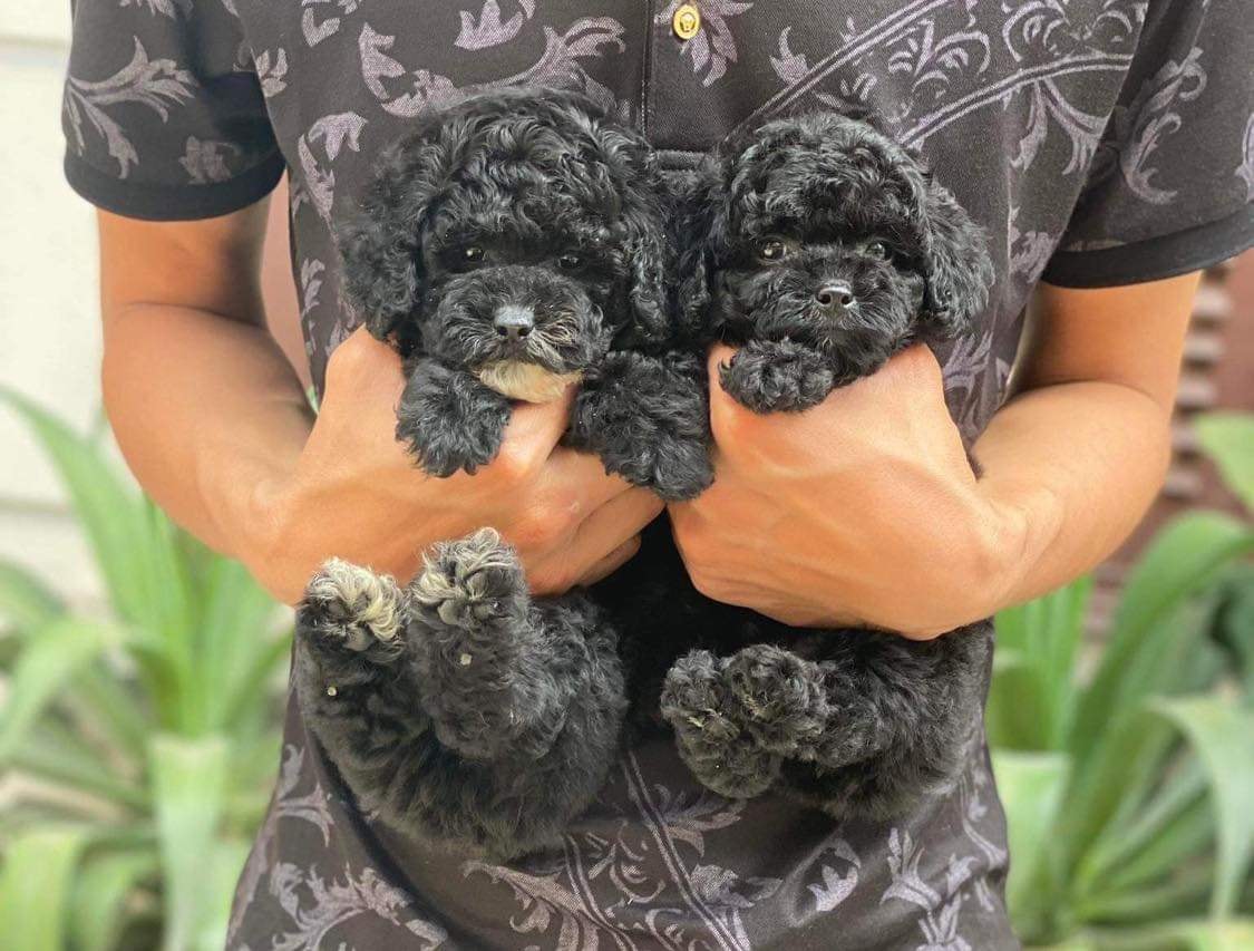 Shop Thú Cưng Quảng Ngãi Pet Mini Shop