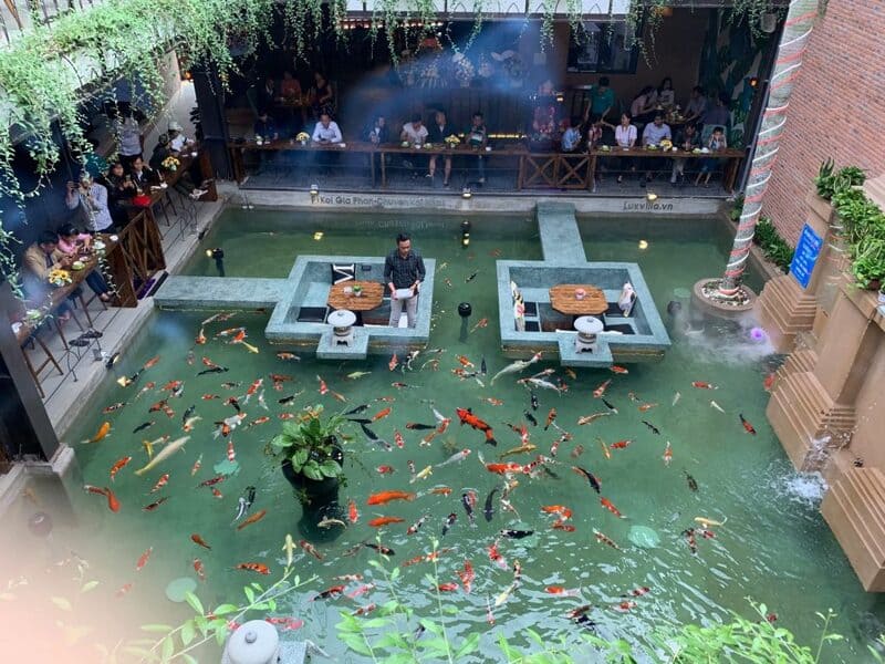 thiết kế quán cafe cá koi