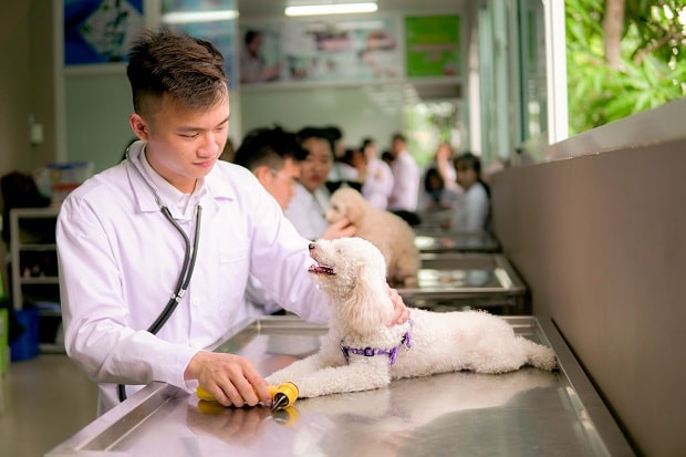 thú y mỹ tho thú y mỹ tho