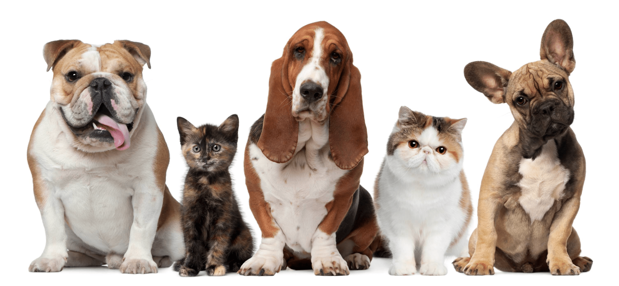 thú y mỹ tho Thú Y Mỹ Tho Đáng Tin Cậy