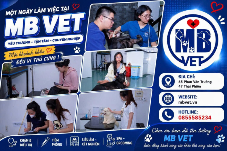 Bệnh Viện Thú Y MB Vet Huế